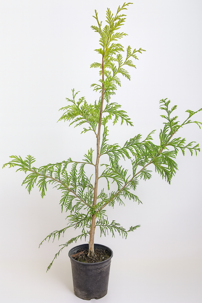 chatgpt image 25 sept 2025, 11 28 55