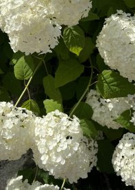 chanel greenlaw dupe