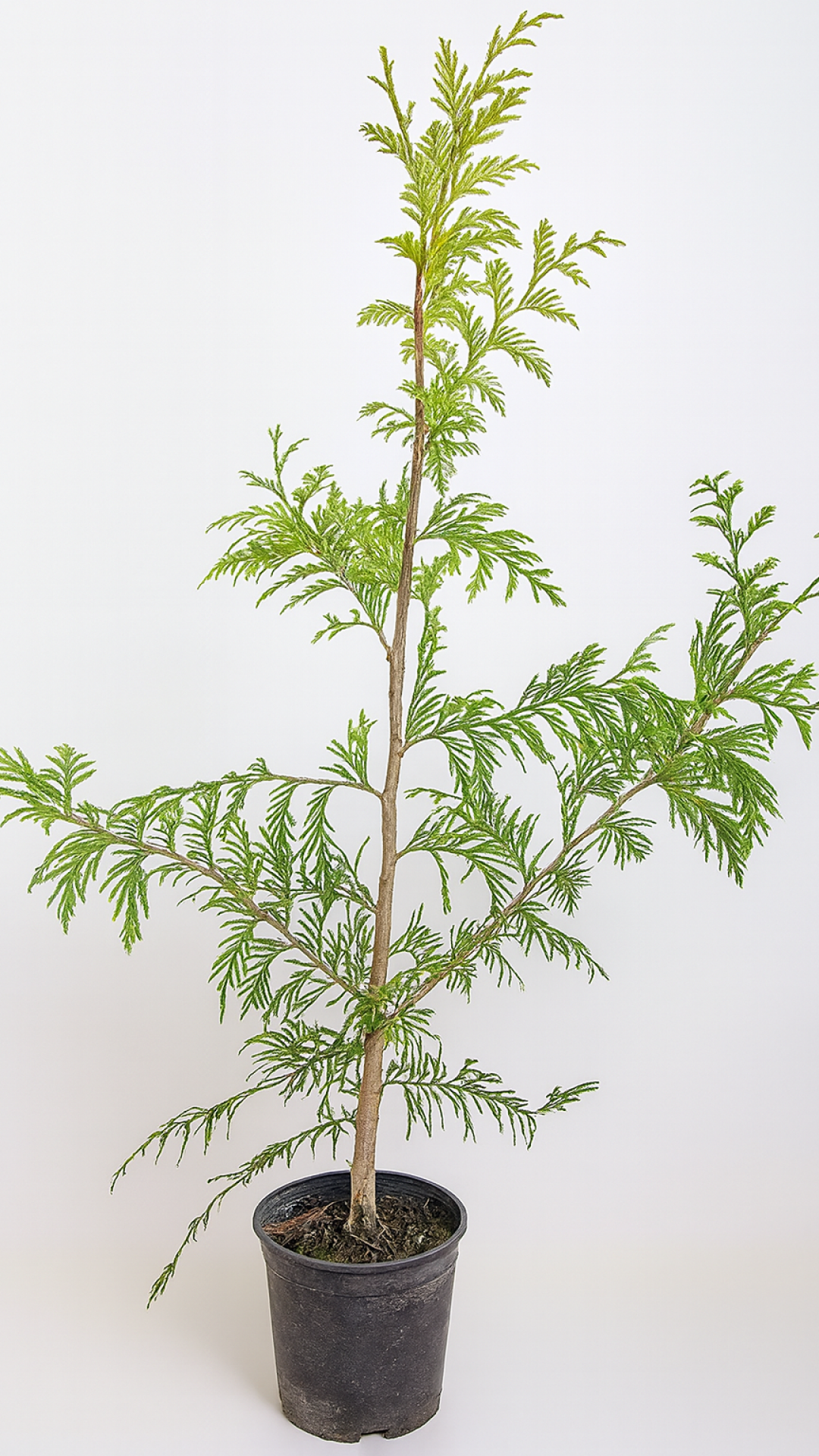 chatgpt image 25 sept 2025, 11 28 55