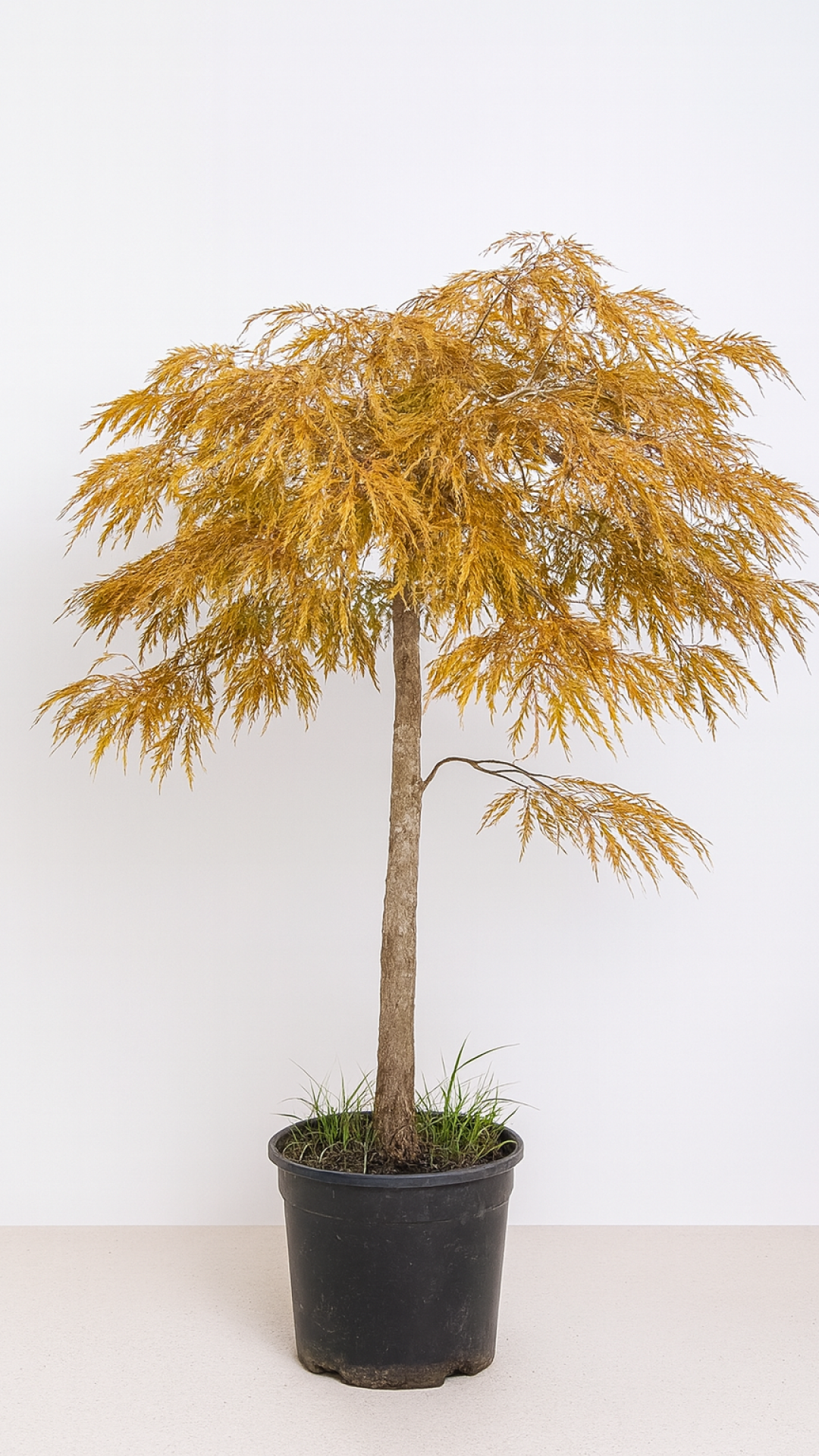 chatgpt image 25 sept 2025, 11 32 58