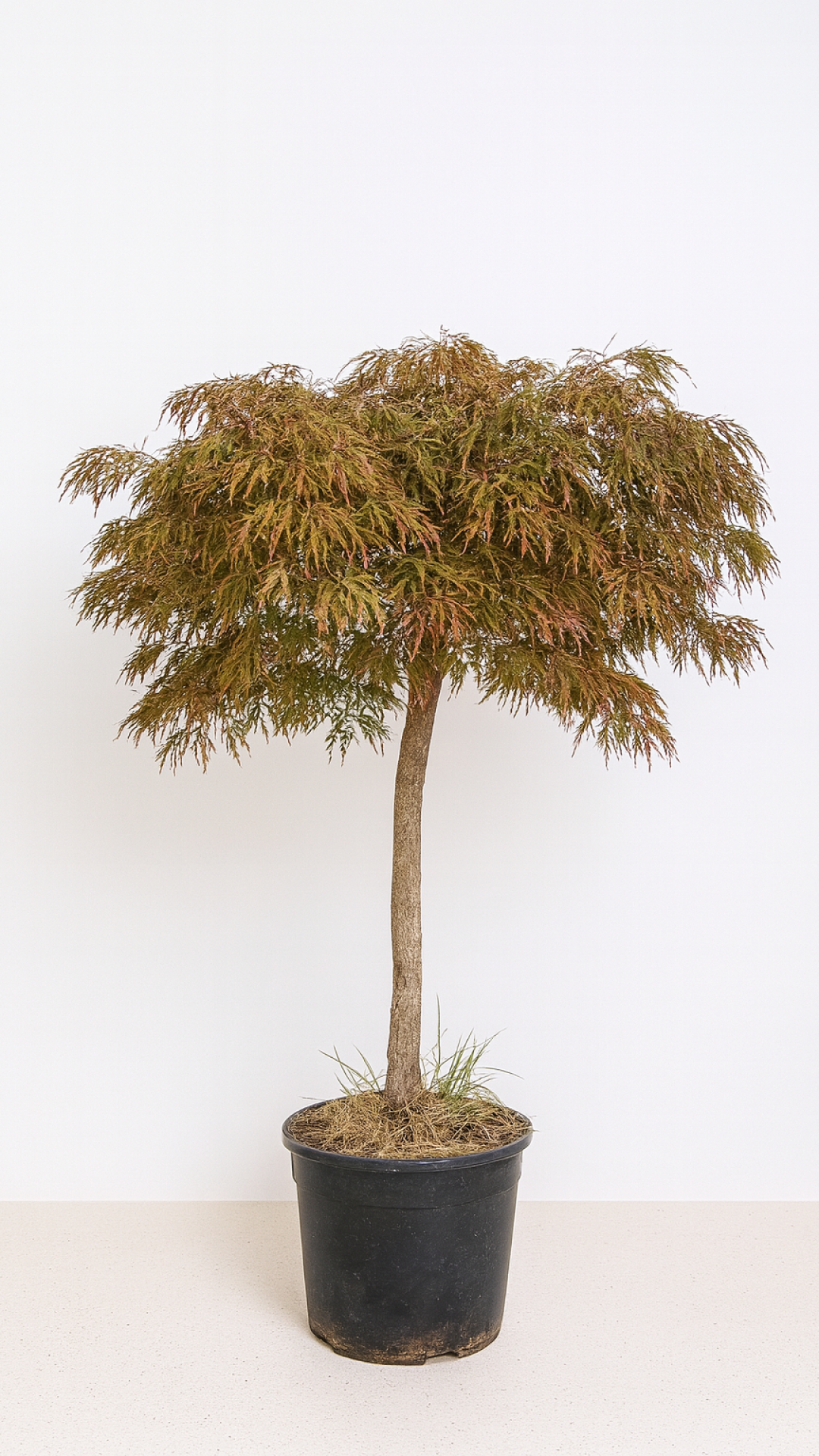 chatgpt image 25 sept 2025, 11 37 45